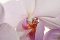  (C) 2010 by G. Doczkal, Orchideenblüte, 48.883602°N/8.319743°E, Wasserloch bei Malsch, Baden-Württemberg, Germany