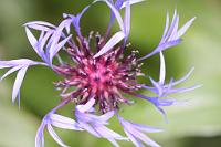  (C) 2010 by G. Doczkal, Flockenblume, 48.883602°N/8.319743°E, Wasserloch bei Malsch, Baden-Württemberg, Germany