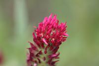  (C) 2010 by G. Doczkal, Kleeblüte, 48.883602°N/8.319743°E, Wasserloch bei Malsch, Baden-Württemberg, Germany