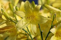  (C) 2010 by G. Doczkal, Gelbe Lilie, 48.883602°N/8.319743°E, Wasserloch bei Malsch, Baden-Württemberg, Germany