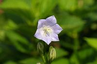  (C) 2010 by G. Doczkal, Glockenblume, 48.883602°N/8.319743°E, Wasserloch bei Malsch, Baden-Württemberg, Germany