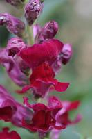  (C) 2010 by G. Doczkal, Löwenmäulchen, 48.883602°N/8.319743°E, Wasserloch bei Malsch, Baden-Württemberg, Germany