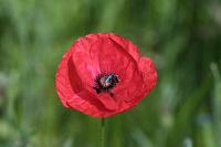  (C) 2010 by G. Doczkal, Klatschmohn, 48.883602°N/8.319743°E, Wasserloch bei Malsch, Baden-Württemberg, Germany