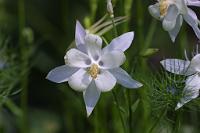  (C) 2010 by G. Doczkal, Akelei, 48.883602°N/8.319743°E, Wasserloch bei Malsch, Baden-Württemberg, Germany