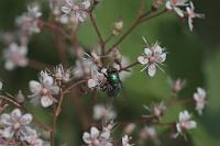  (C) 2010 by G. Doczkal, Fliege, Mit IrfanView aufgehellt und geschärft, 48.883602°N/8.319743°E, Wasserloch bei Malsch, Baden-Württemberg, Germany