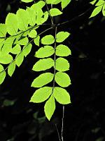  (C) 2010 by G. Doczkal, Laub im Gegenlicht, 48.853386°N/8.323060°E, 1.66  Km von Waldprechtsweier, Baden-Württemberg, Germany