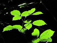  (C) 2010 by G. Doczkal, Laub im Gegenlicht, 48.845542°N/8.322866°E, 1.43  Km von Winkel, Baden-Württemberg, Germany