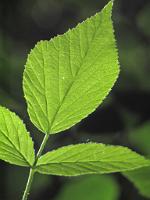  (C) 2010 by G. Doczkal, Laub im Gegenlicht, 48.845533°N/8.322545°E, 1.42  Km von Winkel, Baden-Württemberg, Germany