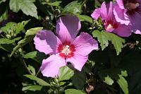  (C) 2010 by G. Doczkal, Hibiskus, 48.883602°N/8.319743°E, Wasserloch bei Malsch, Baden-Württemberg, Germany