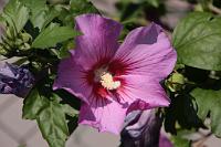  (C) 2010 by G. Doczkal, Hibiskus, 48.883602°N/8.319743°E, Wasserloch bei Malsch, Baden-Württemberg, Germany