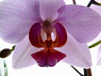  (C) 2012 by G. Doczkal, 
Orchideenbluete, 
48.883602°N/8.319743°E, Malsch, Baden-Wuerttemberg, Germany