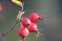  (C) 2012 by G. Doczkal, 
Hagebutten, 
48.883602°N/8.319743°E, Malsch, Baden-Wuerttemberg, Germany