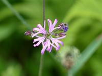  (C) 2013 by G. Doczkal, 
Bluete, 
48.847462°N/8.333302°E, Waldprechtsweier, Baden-Wuerttemberg, Germany