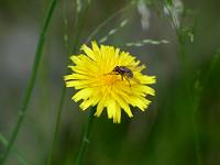  (C) 2013 by G. Doczkal, 
Bluete mit Fliege, 
48.844272°N/8.335112°E, Waldprechtsweier, Baden-Wuerttemberg, Germany