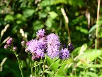  (C) 2013 by G. Doczkal, 
Distelblueten, 
48.851962°N/8.328834°E, Waldprechtsweier, Baden-Wuerttemberg, Germany