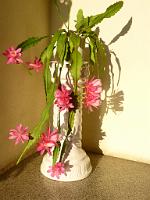  (C) 2013 by G. Doczkal, 
Weihnachtskaktus, 
48.883602Â°N/8.319743Â°E, Malsch, Baden-Wuerttemberg, Germany