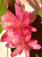  (C) 2013 by G. Doczkal, 
Weihnachtskaktus, 
48.883602Â°N/8.319743Â°E, Malsch, Baden-Wuerttemberg, Germany