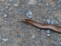  (C) 2013 by G. Doczkal, 
Blindschleiche, 
48.835715°N/8.330988°E, Winkel, Baden-Wuerttemberg, Germany