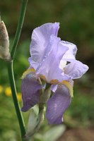  Blaue Iris (Schwertlilie), 48.883550°N/8.319735°E, Malsch, Baden-Württemberg, Germany