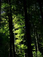  (C) 2008 by G. Doczkal, Licht und Schatten, Rennberg bei Bad Herrenalb, Baden-Württemberg, Germany