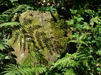  (C) 2008 by G. Doczkal, Schattenspiele, Pfahlwald bei Bernbach, Baden-Württemberg, Germany