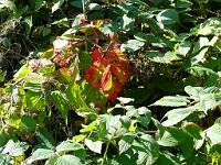  (C) 2008 by G. Doczkal, Brombeerblätter, Mauzenberg bei Bernbach, Baden-Württemberg, Germany