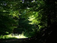  (C) 2008 by G. Doczkal, Licht und Schatten, Tannschachberg bei Bernbach, Baden-Württemberg, Germany