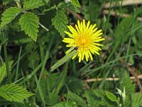  (C) 2009 by G. Doczkal, Schmetterling auf Blüte, 48.81694°N/8.40348°E, 1.84  Km von Bernbach, Baden-Württemberg, Germany