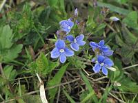  (C) 2009 by G. Doczkal, Veilchen, 48.81785°N/8.40294°E, 1.73  Km von Bernbach, Baden-Württemberg, Germany