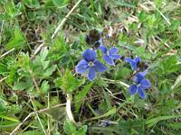  (C) 2009 by G. Doczkal, Veilchen, 48.81785°N/8.40294°E, 1.73  Km von Bernbach, Baden-Württemberg, Germany