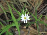  (C) 2009 by G. Doczkal, Blüte, 48.83313°N/8.37063°E, 2.09  Km von Freiolsheim, Baden-Württemberg, Germany
