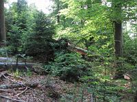  (C) 2010 by G. Doczkal, 
Umgestürzte Bäume, 
48.671753°N/8.240679°E, 0.78  Km von Bühlerhöhe, Baden-Württemberg, Germany
