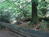  (C) 2010 by G. Doczkal, 
Umgestürzte Bäume, 
48.673080°N/8.250234°E, 1.43  Km von Bühlerhöhe, Baden-Württemberg, Germany